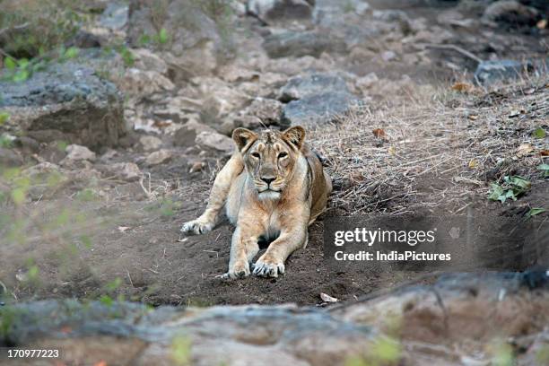 An Asiatic lioness at the Gir Forest National Park, Gujarat, India.