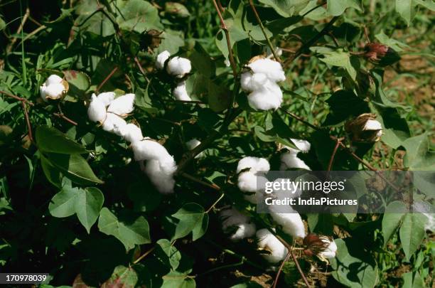 Medicinal cotton plants, India.