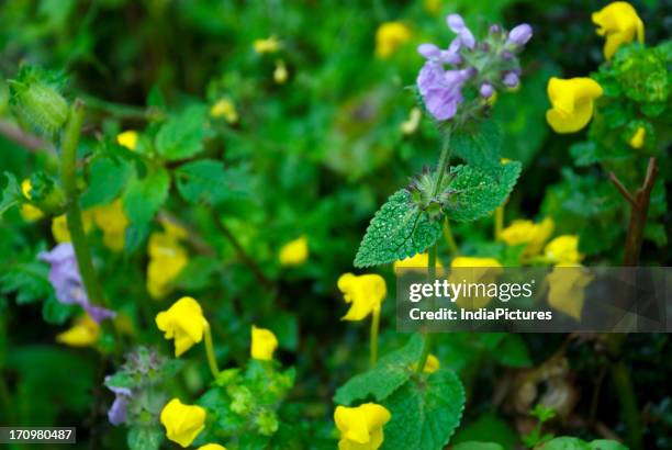 Wild flowers in the Valley of Flowers, Bhyundar valley, near Hemkund Sahib, Garhwal Himalayas, Uttarakhand, India.