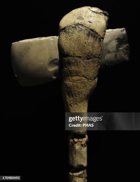 Flint axe on a helve of ash wood. 3100-3000 BC. From Sigerslev Mose, eastern Zealand. National Museum of Denmark. Copenhagen. Denmark.