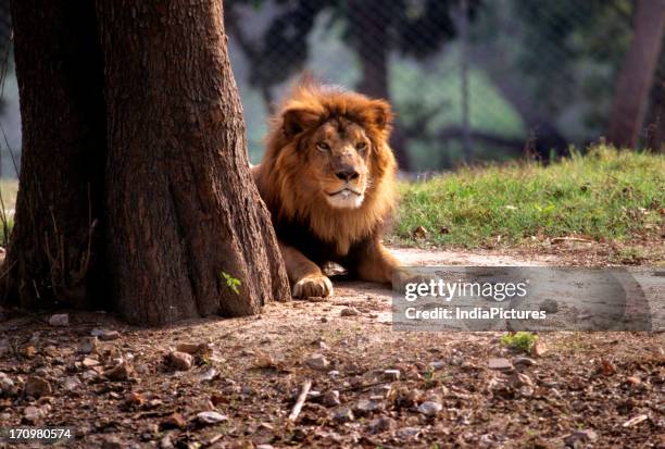 Lion in a Zoo, Delhi, India.