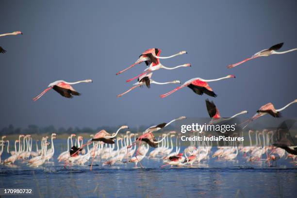 Flamboyance of flamingos flying in Nalsarovar, Gujarat, India.