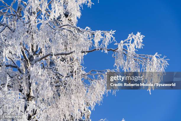 rime ice on frozen tree under a clear winter sky - tree under blue sky stockfoto's en -beelden