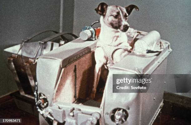 Laika, the first dog in space, in the sputnik 2 capsule.