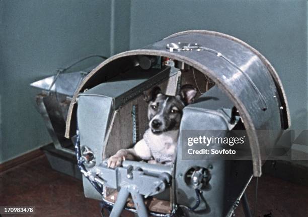 Laika, the first dog in space, in the sputnik 2 capsule.