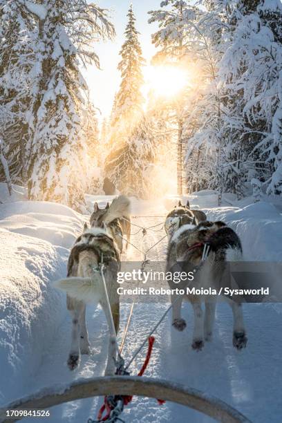 personal perspective of person dogsledding in a frozen forest - working animal stock pictures, royalty-free photos & images