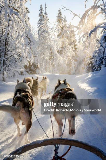 husky dogs running and pulling a sled in a snowy forest - animal sledding fotografías e imágenes de stock