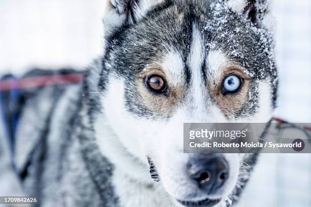 close-up portrait of cute sled siberian husky dog - husky blue eyes stock pictures, royalty-free photos & images