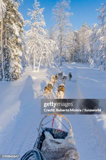 tourist enjoying dogsledding in the snowy woods - laponie finlandaise photos et images de collection