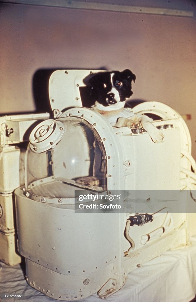 Laika, the first dog in space, in the sputnik 2 capsule.