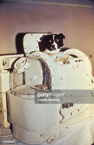 16 Laika Soviet Space Dog Photos and Premium High Res Pictures - Getty  Images