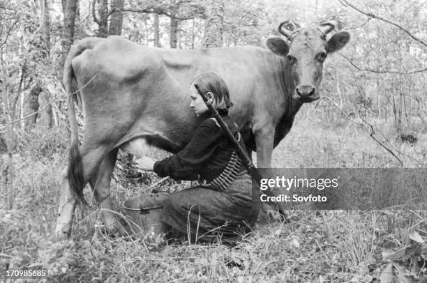 World war 2, a young woman partisan milking a cow seized from the germans behind enemy lines so that wounded members of the group can have fresh...