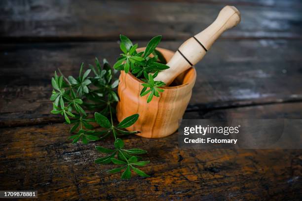 galium odoratum, commonly known as sweet woodruff, in a mortar with pestle for medicinal use - sweet woodruff stock pictures, royalty-free photos & images