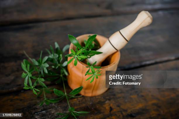 traditional herbal remedy: galium odoratum in a mortar for digestive health - sweet woodruff stock pictures, royalty-free photos & images