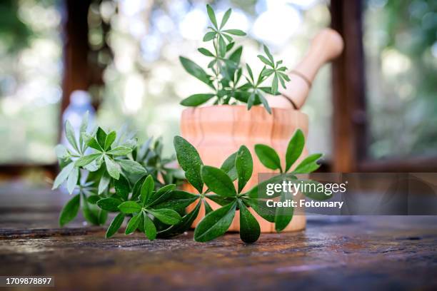 dried galium odoratum herb in a mortar, known for its brain and nerve benefits - sweet woodruff stock pictures, royalty-free photos & images