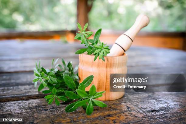 medicinal herb: galium odoratum in a mortar for urinary tract support. - sweet woodruff stock pictures, royalty-free photos & images