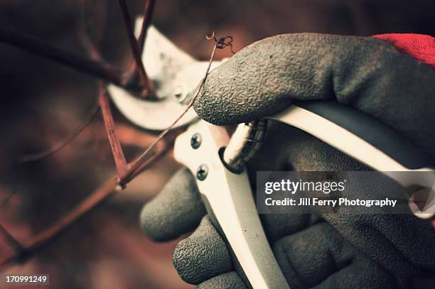 pruning a grapevine - pruning shears fotografías e imágenes de stock