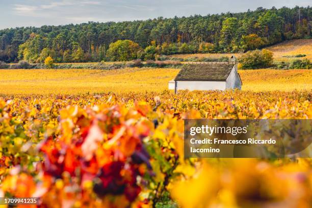 france, bourgogne, burgundy, cote d'or. church on the gran cru route near chably, prehy, vineyards from above in autumn - ブルゴーニュ　harvest wine ストックフォトと画像