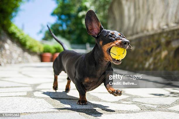 dachshund - dackel stock-fotos und bilder