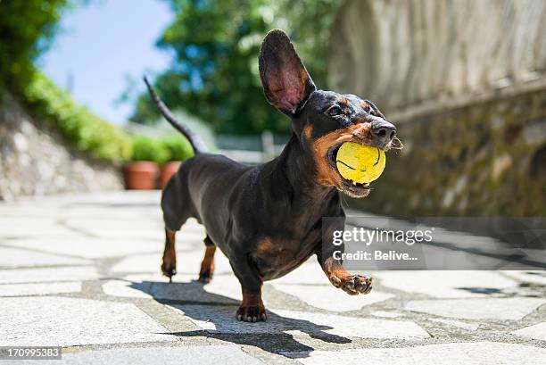 dachshund - dog and ball photos et images de collection