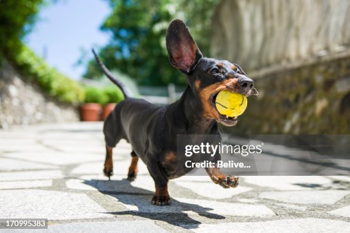 Dachshund Dachshund