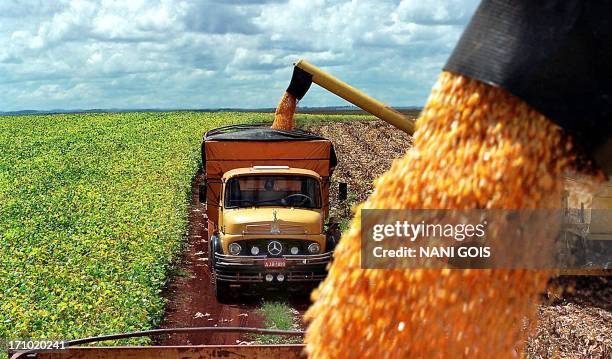 La producción de maíz de una hacienda es cargada en camiones, el 13 de mayo de 2003, en la ciudad de Guarapuava, Paraná, provincia sureña de Brasil....