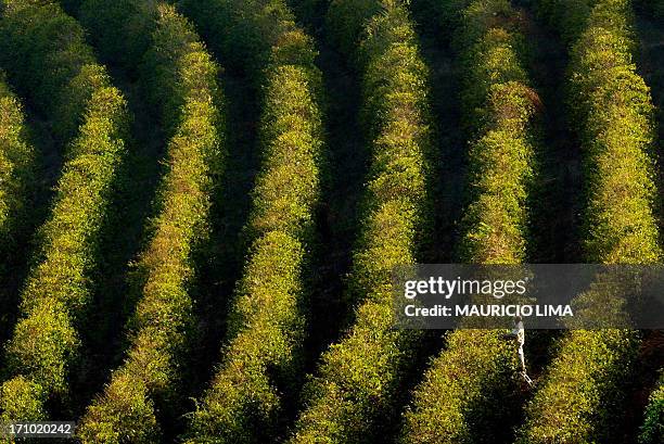Un campesino cosecha granos de café del tipo arabico el 23 de setiembre de 2003, en una hacienda cafetalera exportadora, cerca de la ciudad de...