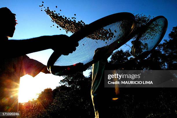Trabajadores rurales selecionan con sus cribas granos de café del tipo arébico, el 23 de setiembre de 2003, en una hacienda cafetalera exportadora...