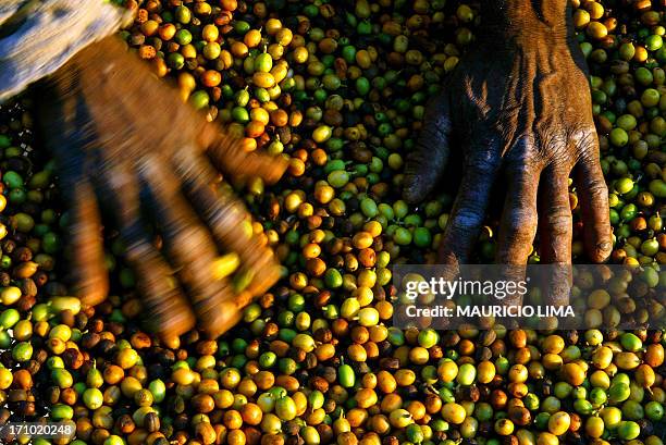 Un campesino controla granos de café del tipo arábico luego de que fueron cosechados el 23 de setiembre de 2003, en una hacienda cafetalera...