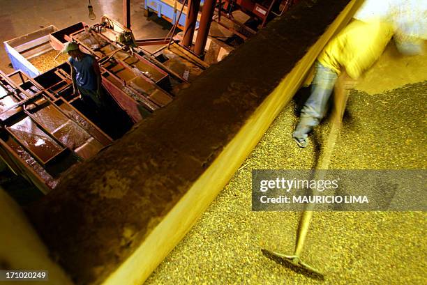 Un trabajador separa por su densidad granos de café del tipo arábico durante un proceso de inmersión y seleccion del grano el 23 de setiembre de...