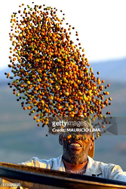 Un trabajador rural seleciona con una criba granos de cafe del tipo arabico, el 23 de setiembre de 2003, en una hacienda cafetalera exportadora cerca...