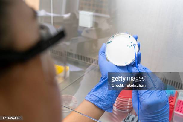 woman researcher performing examination of bacterial culture plate - staphylococcus stock pictures, royalty-free photos & images