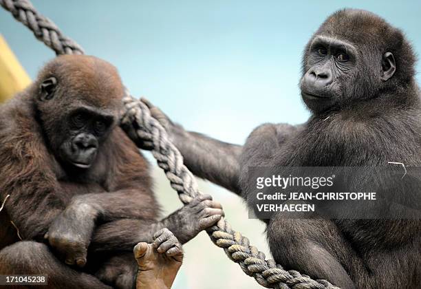 Two male gorillas sit in the enclosure "Gorilla's Camp" at the Amneville zoo, eastern France, on April 04, 2012. Ya Kwanza, a silverback gorilla...