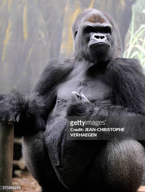 Ya Kwanza, a silverback gorilla male, sits in its enclosure "Gorilla's Camp" at the Amneville zoo, eastern France, on April 04, 2012. Ya Kwanza...