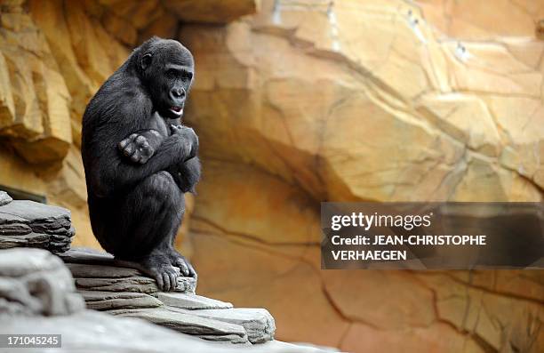 Gorilla male sits in the enclosure "Gorilla's Camp" at the Amneville zoo, eastern France, on April 04, 2012. Ya Kwanza, a silverback gorilla male,...