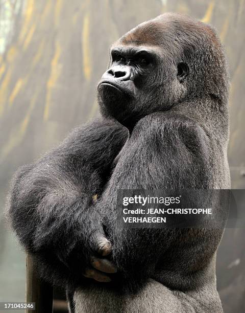 Ya Kwanza, a silverback gorilla male, stands in its enclosure "Gorilla's Camp" at the Amneville zoo, eastern France, on April 04, 2012. Ya Kwanza...