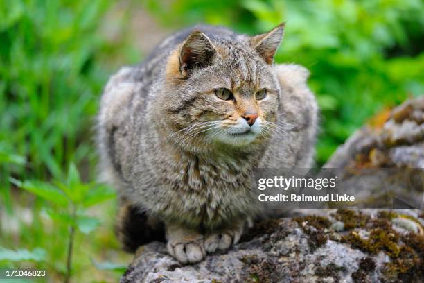 wildcat, felis silvestris - europäische wildkatze stock-fotos und bilder