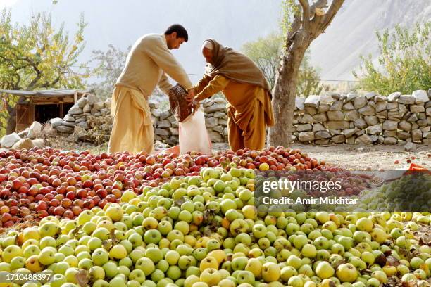 father and son collecting, grading and filling apples in bag for sale in fruit market. - pakistan people stock pictures, royalty-free photos & images