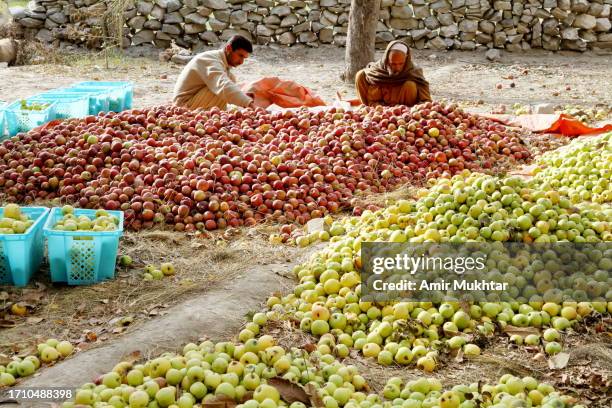 two people collecting and grading apples for sale in fruit market. - gilgit baltistan photos et images de collection