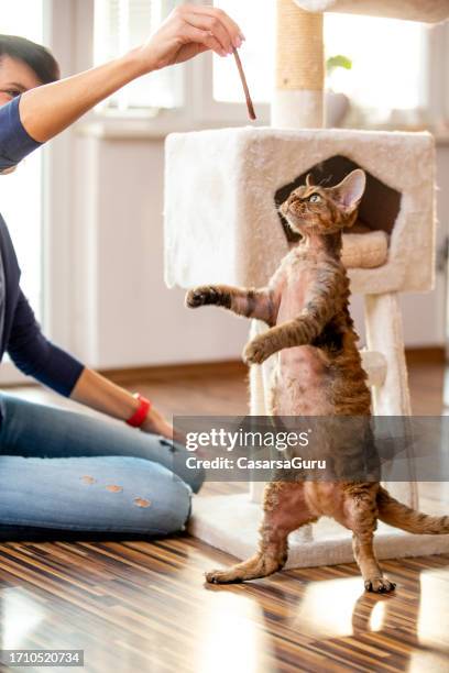 devon rex cat standing on two legs to reach his favourite treat - dierentrucs stockfoto's en -beelden