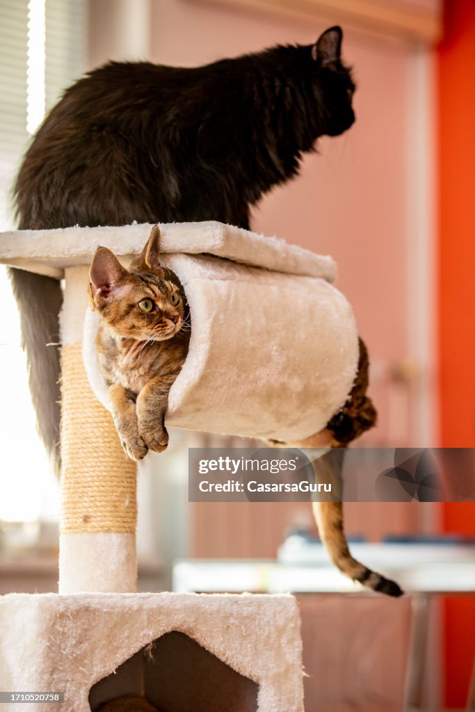 Long and short hair cats resting on a Cat tree
