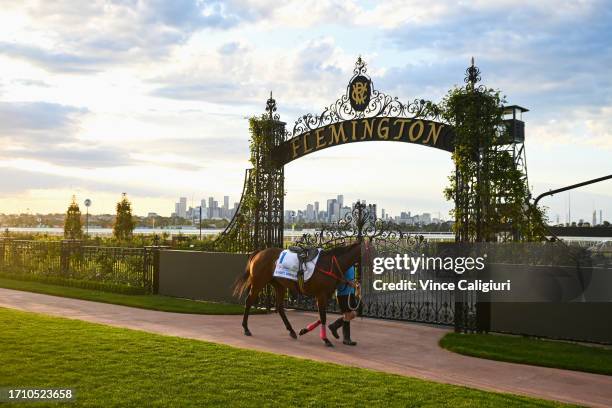 Hong Kong International Romantic Warrior is seen before galloping at Flemington Racecourse on October 01, 2023 in Melbourne, Australia.