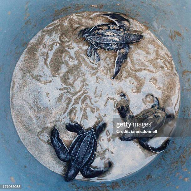 leatherback hatchlings - leatherback turtle stock pictures, royalty-free photos & images