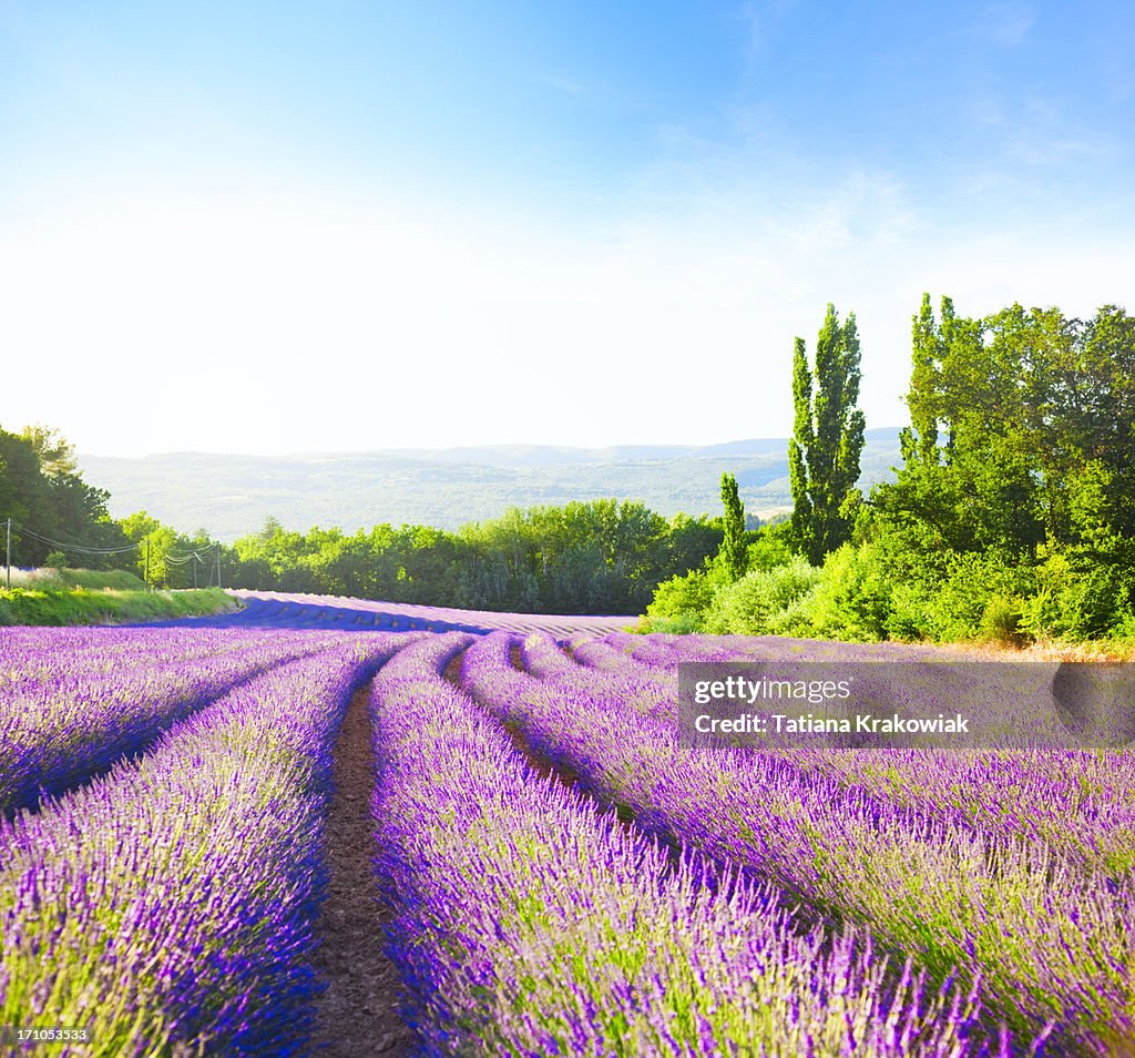 Champ de lavande en Provence