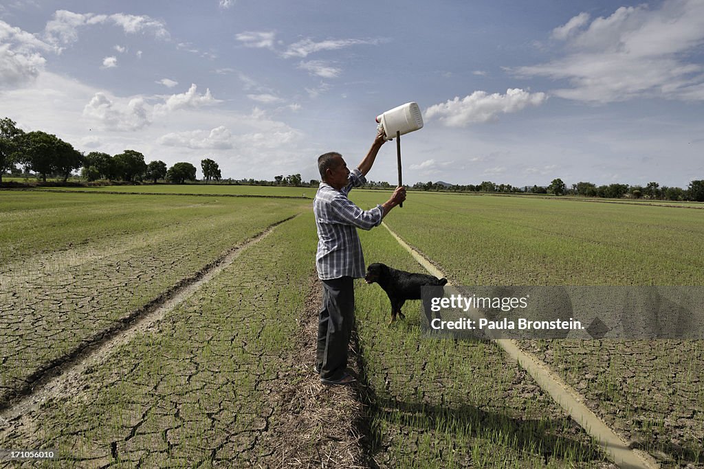 Thailand Lowers Rice Price Subsidy As Losses Mount