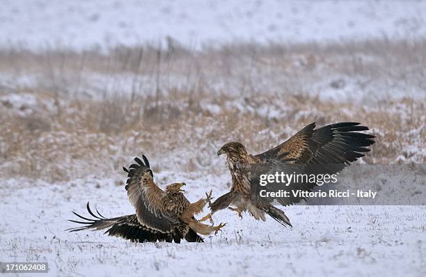 imperial eagles - aquila heliaca stock pictures, royalty-free photos & images