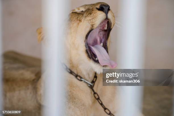 lonely lion in captivity: heartbreaking scene of a desolate predator - lion cage stock pictures, royalty-free photos & images