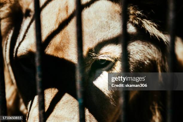 lonely lion in captivity: heartbreaking scene of a desolate predator - lion cage stock pictures, royalty-free photos & images