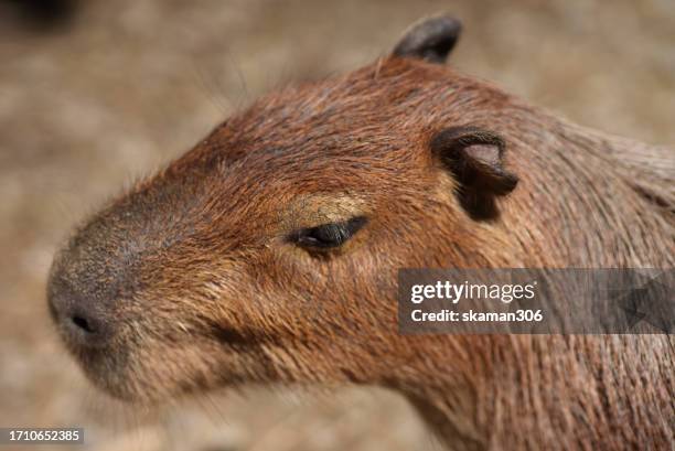 close up big capybara biggest mouse - rats nest stock pictures, royalty-free photos & images