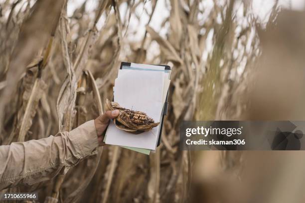 rural agricultural researcher inspecting flood-impacted farmland due to climate change - un food and agriculture organization stockfoto's en -beelden